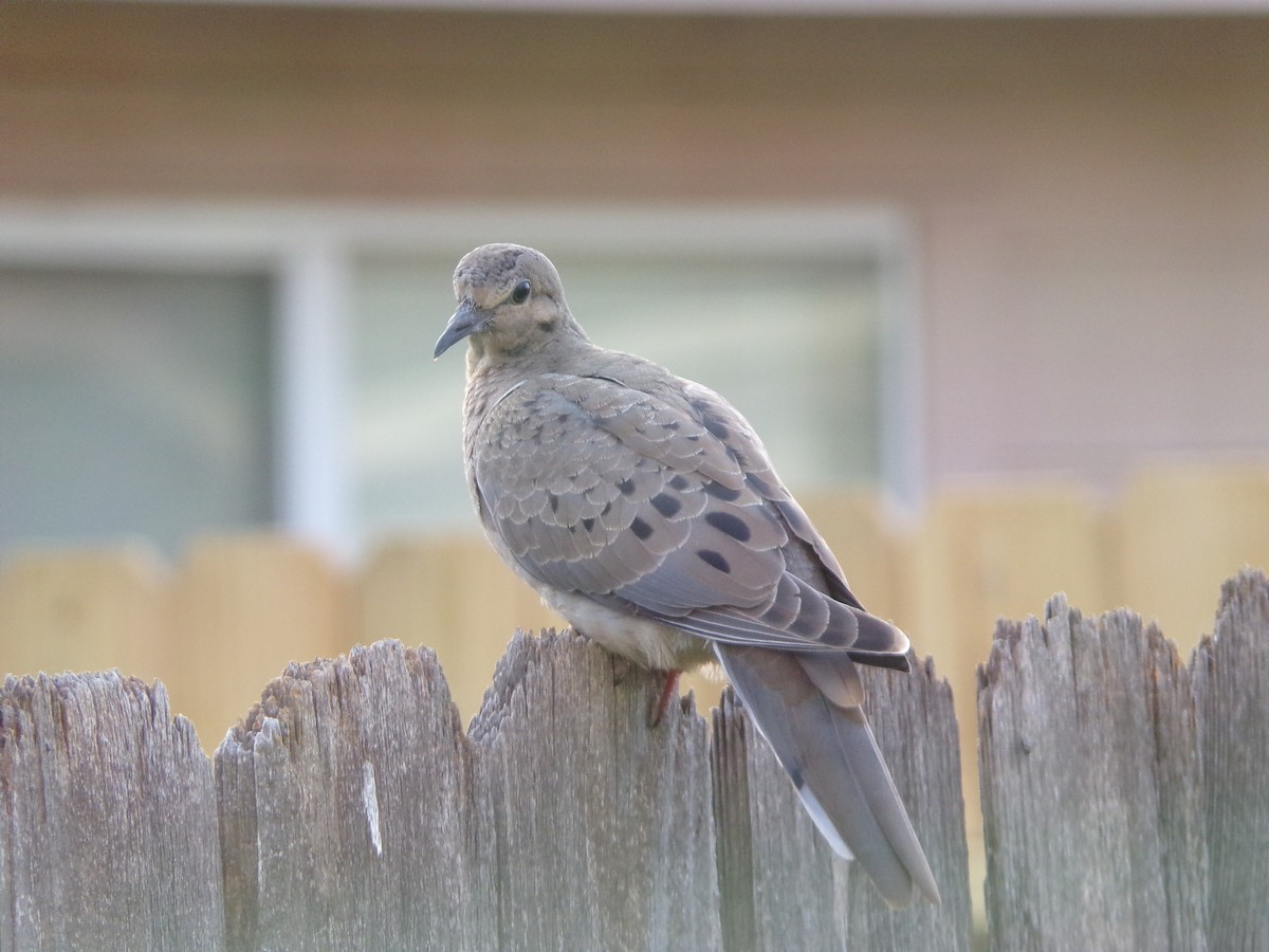 Mourning Dove - Texas Bird Family