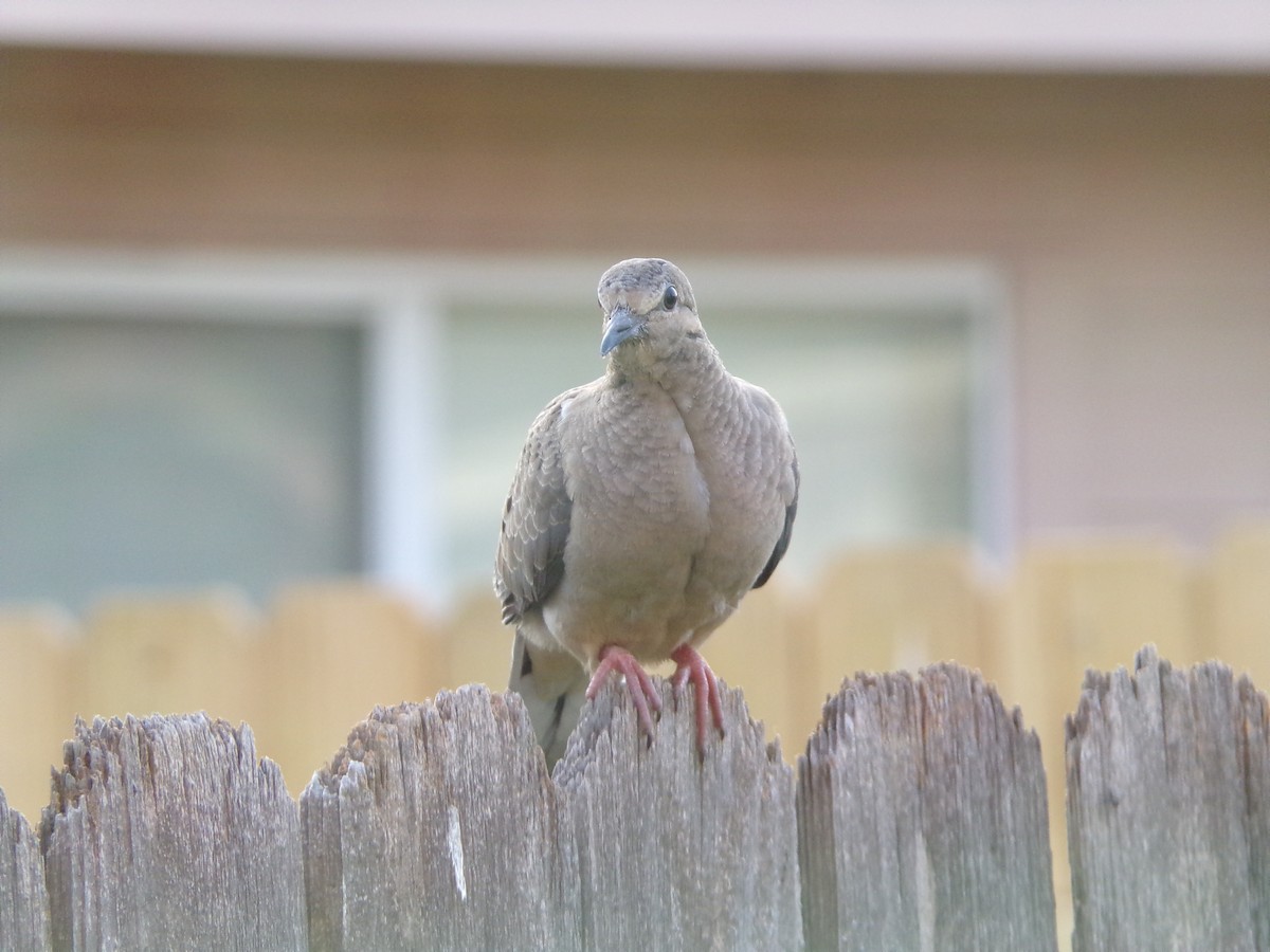 Mourning Dove - Texas Bird Family