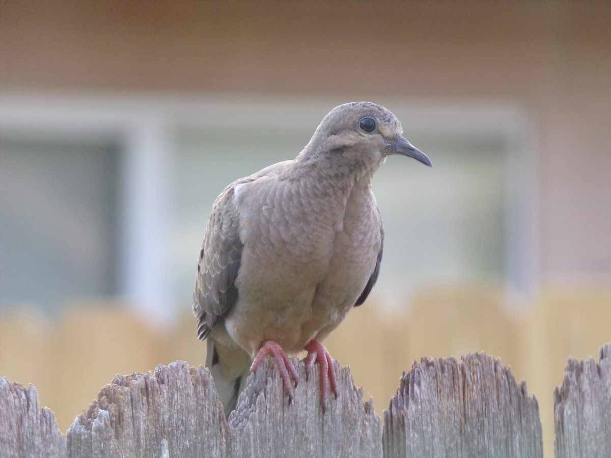 Mourning Dove - Texas Bird Family