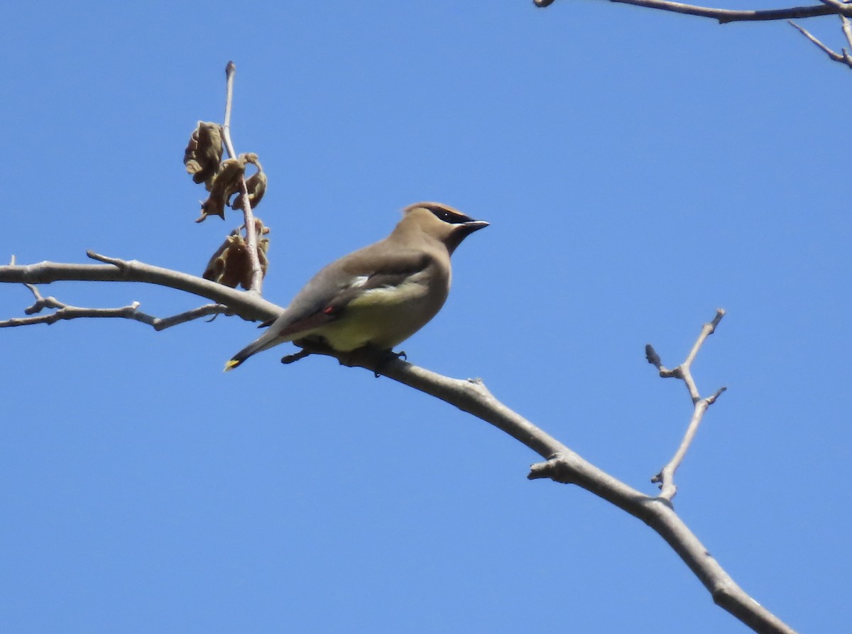 Cedar Waxwing - Petra Clayton