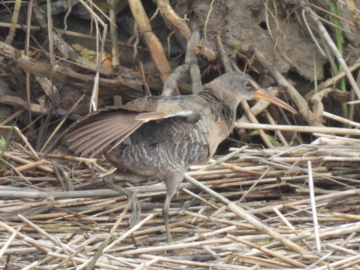 Clapper Rail - ML619547026