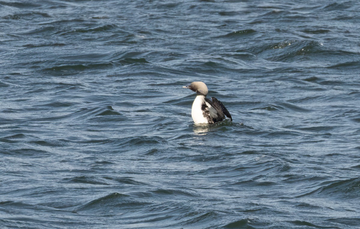 Pacific Loon - Anne Heyerly