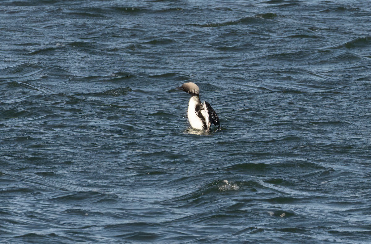 Pacific Loon - Anne Heyerly