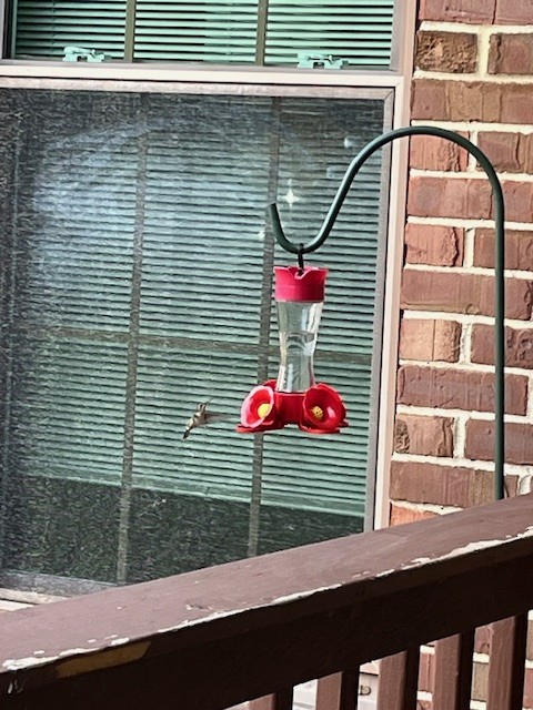 Ruby-throated Hummingbird - michelle hussey