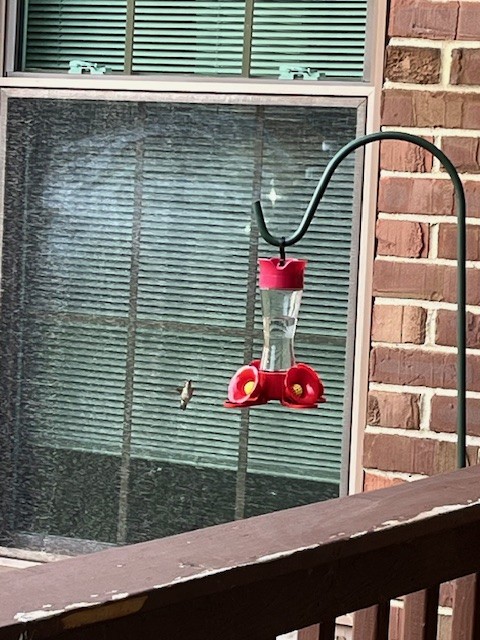 Ruby-throated Hummingbird - michelle hussey