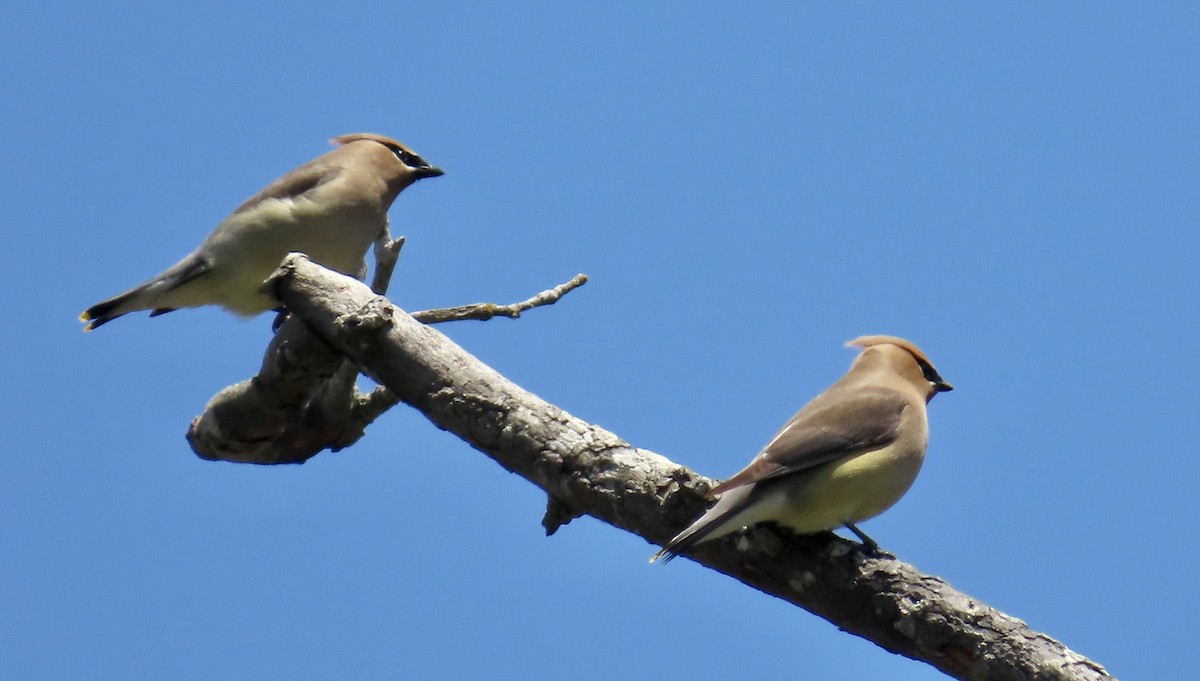 Cedar Waxwing - Petra Clayton