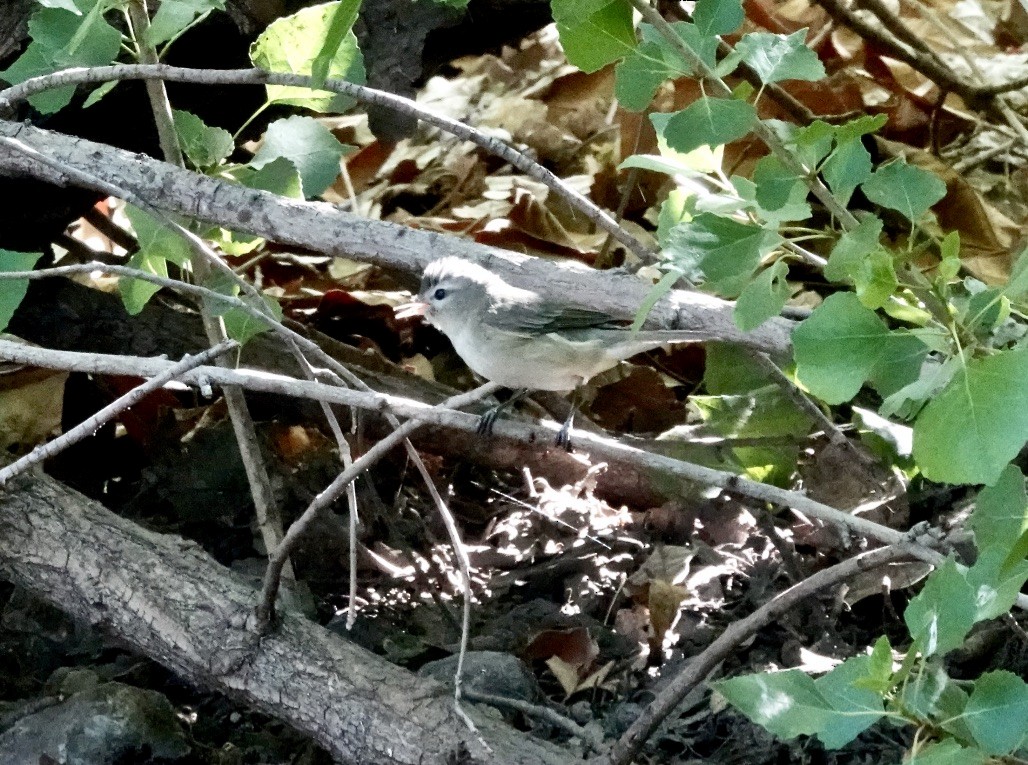 Warbling Vireo (Western) - Rick Taylor