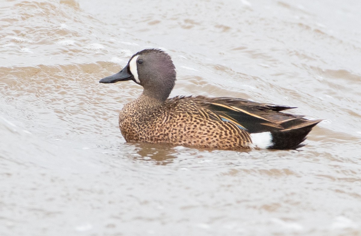 Blue-winged Teal - Anuj Ghimire