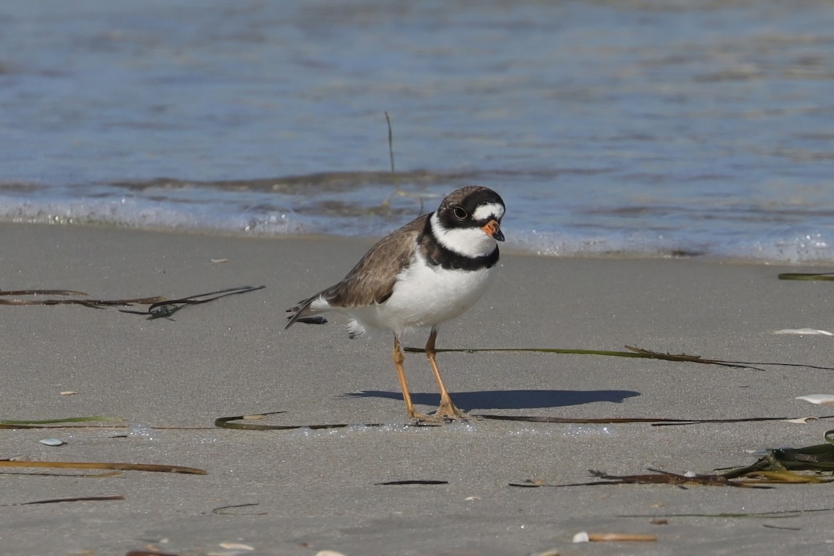 Semipalmated Plover - Cathy McNeil