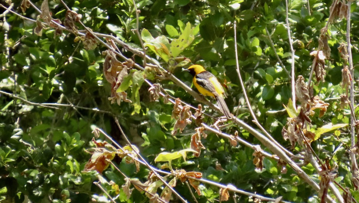 Hooded Oriole - Petra Clayton