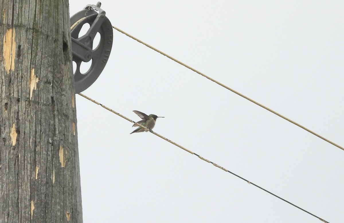 Ruby-throated Hummingbird - ML619547055