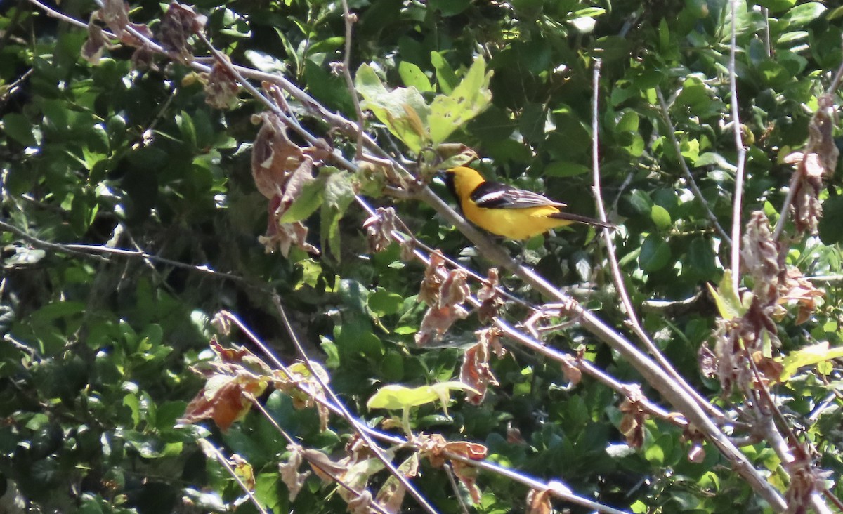 Hooded Oriole - Petra Clayton