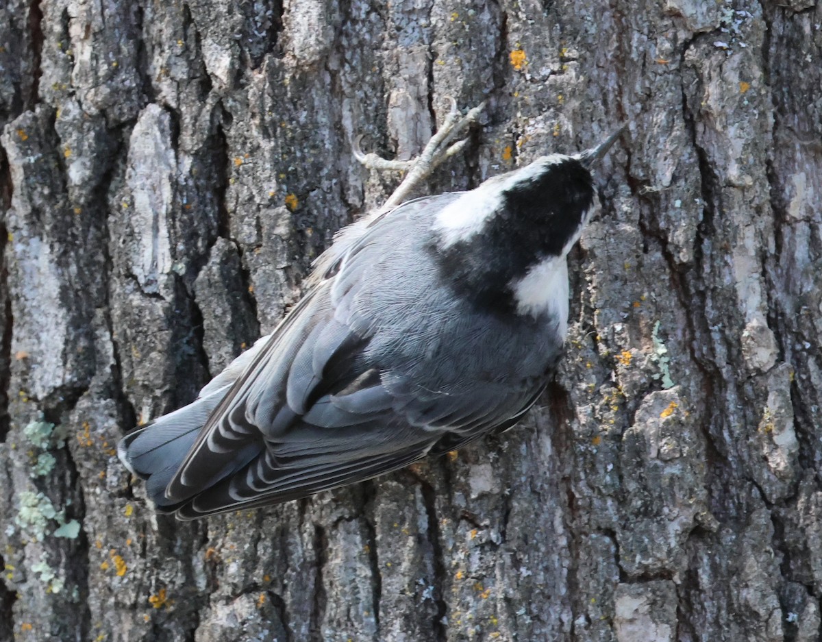 White-breasted Nuthatch - Vince Folsom