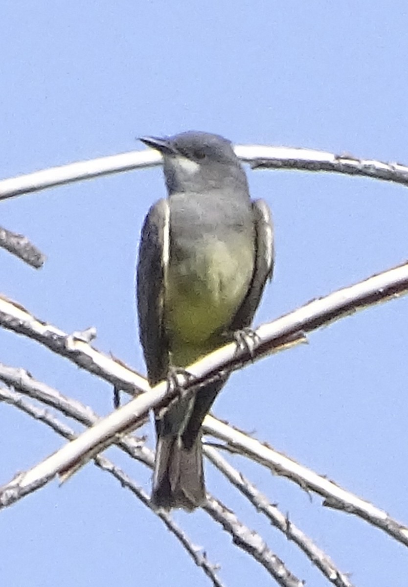 Cassin's Kingbird - Nancy Overholtz