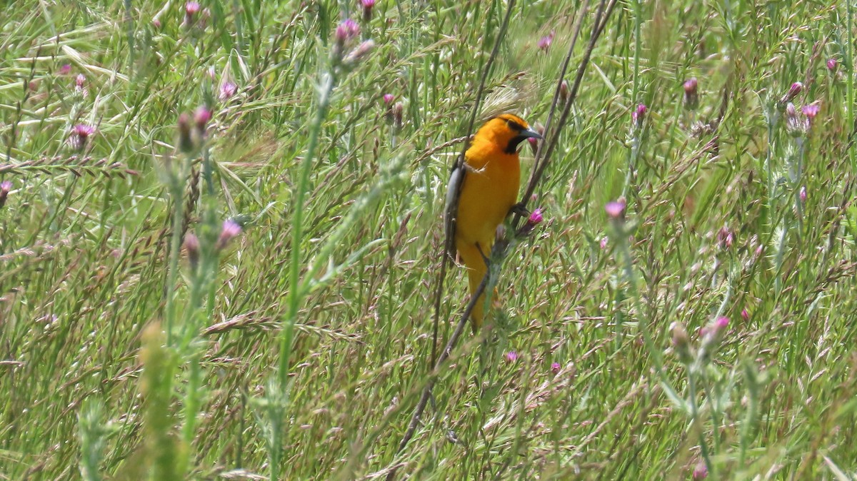 Bullock's Oriole - Petra Clayton