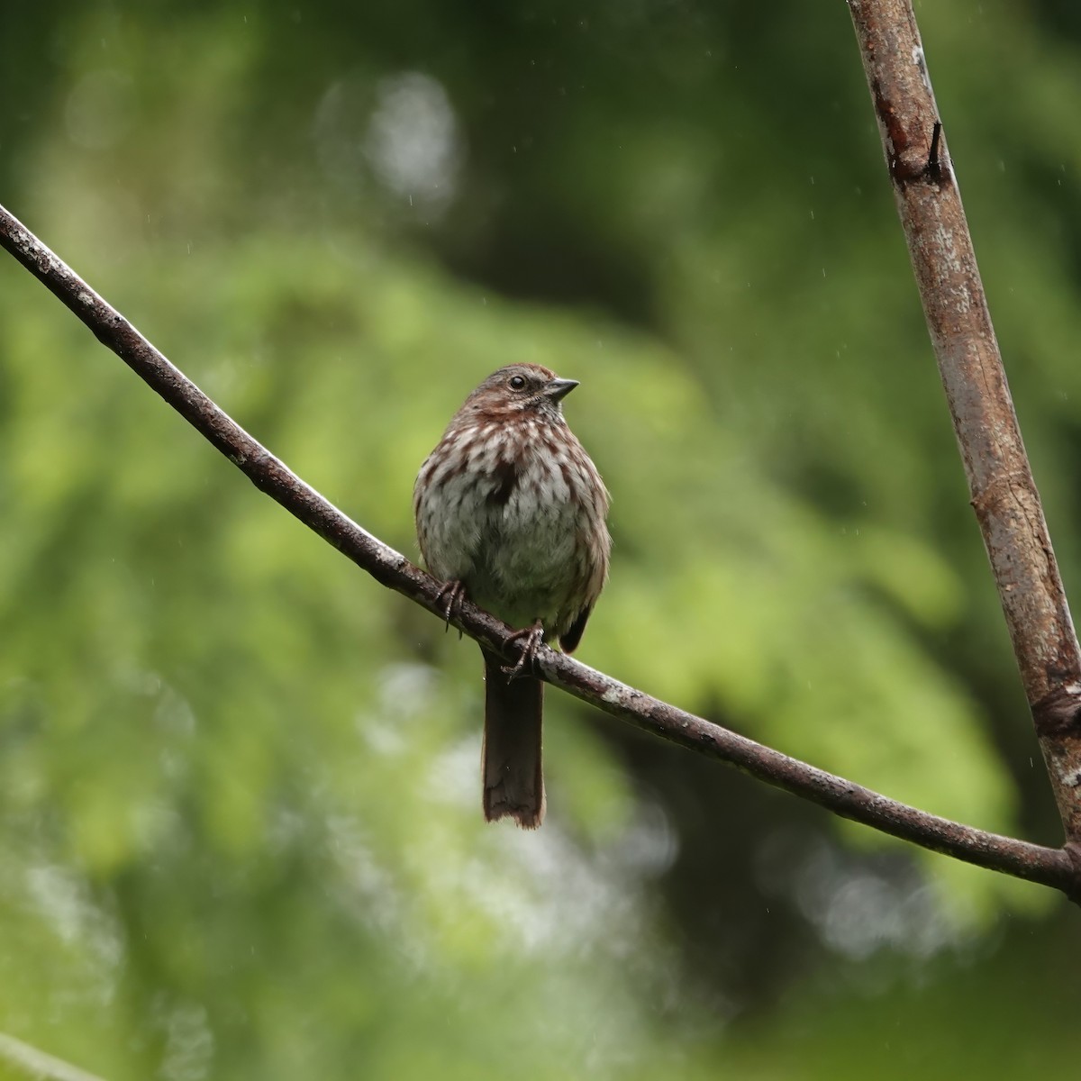 Song Sparrow - George Clulow