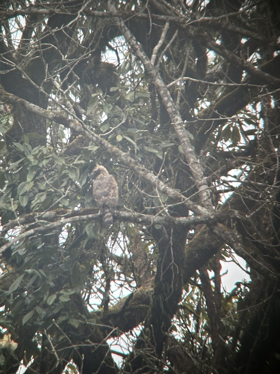 Águila Montañesa - ML619547069