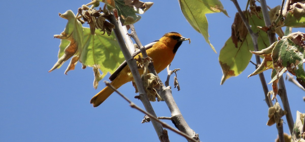 Bullock's Oriole - Petra Clayton