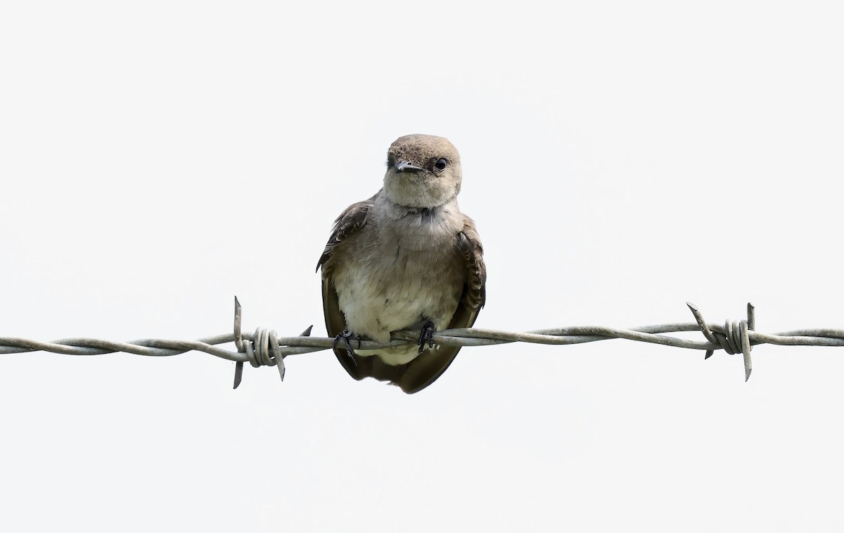 Northern Rough-winged Swallow - Grace Simms  🐦‍⬛