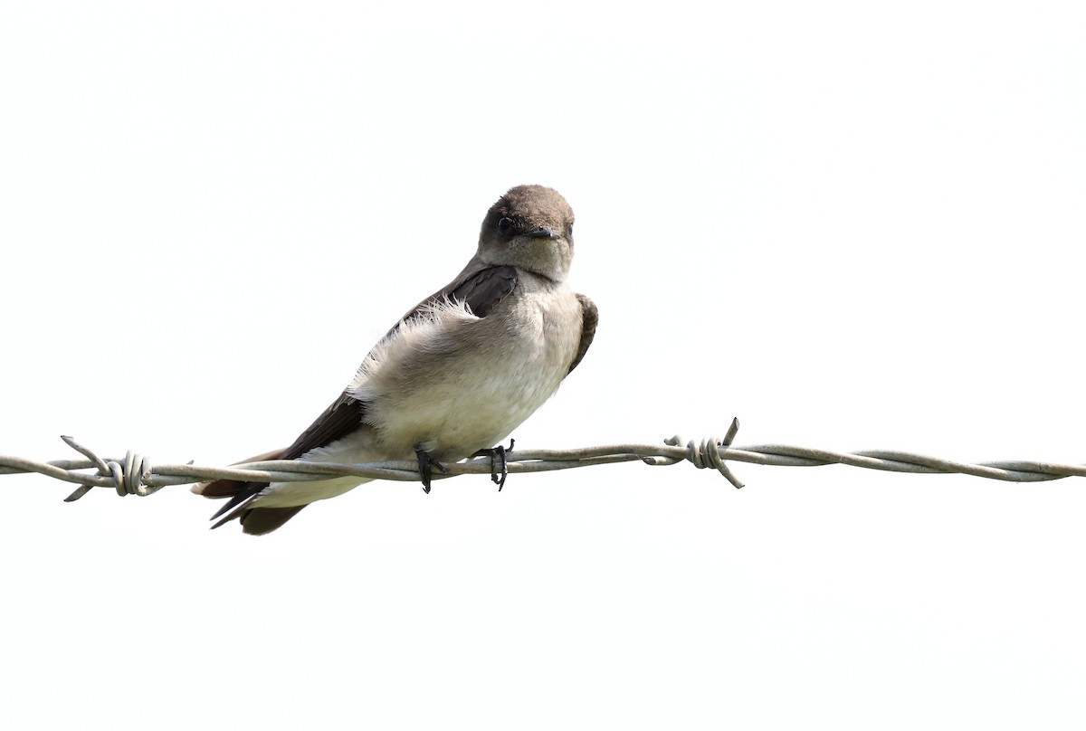 Northern Rough-winged Swallow - Grace Simms  🐦‍⬛