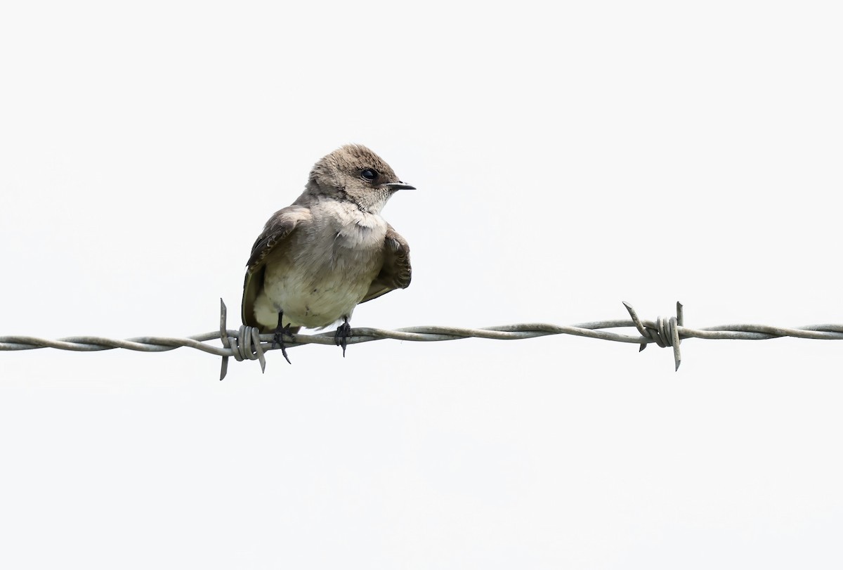 Northern Rough-winged Swallow - Grace Simms  🐦‍⬛