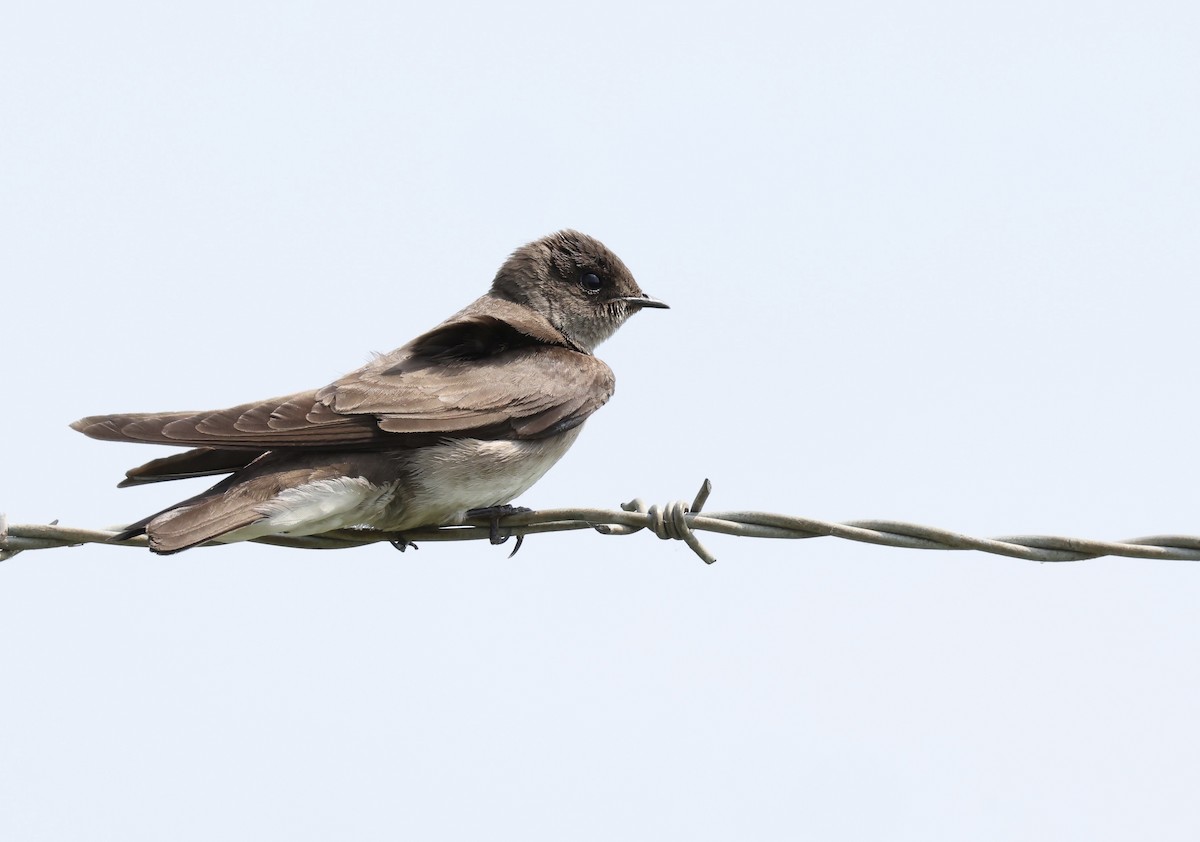 Northern Rough-winged Swallow - Grace Simms  🐦‍⬛