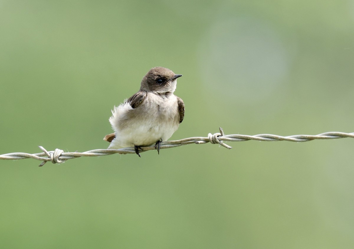 Northern Rough-winged Swallow - Grace Simms  🐦‍⬛