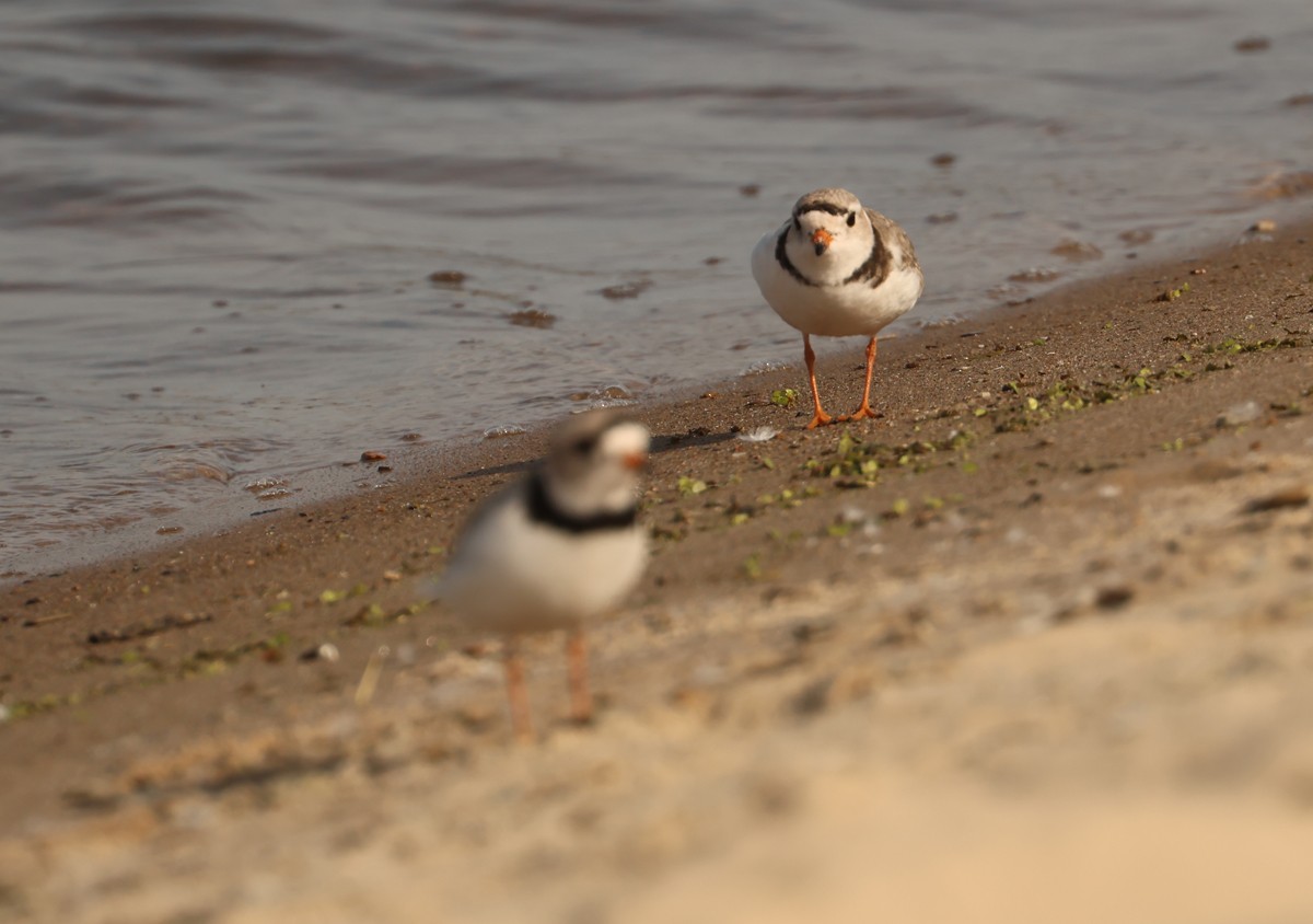 Piping Plover - ML619547085