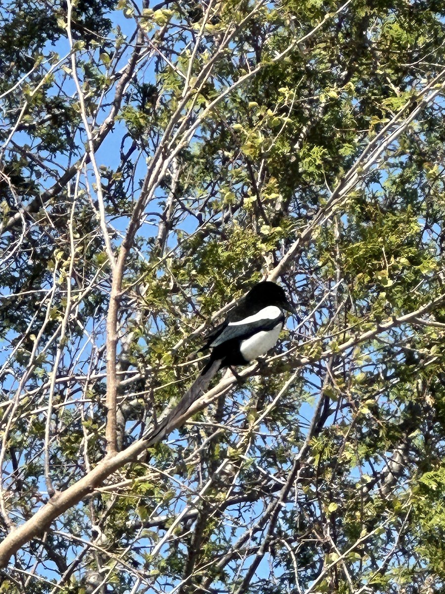 Black-billed Magpie - Jennifer Reimann