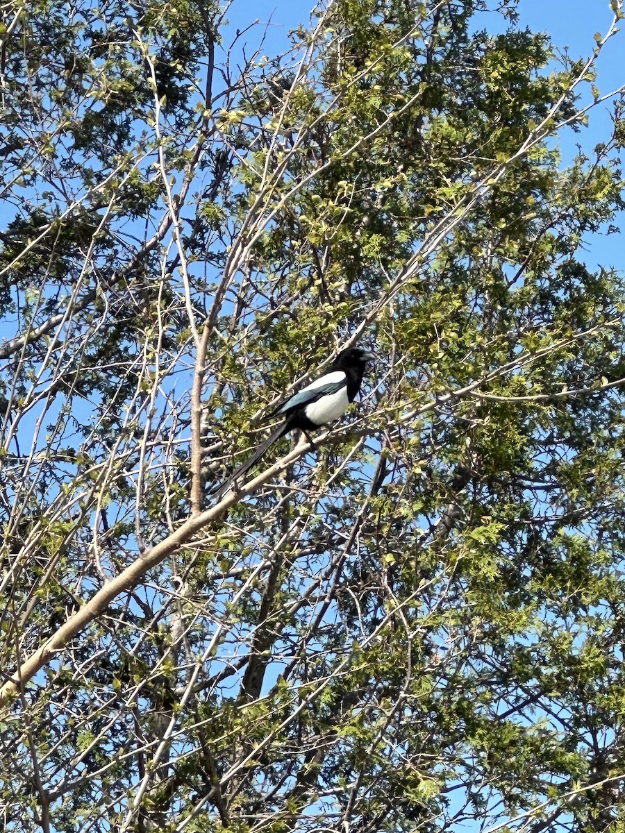 Black-billed Magpie - Jennifer Reimann