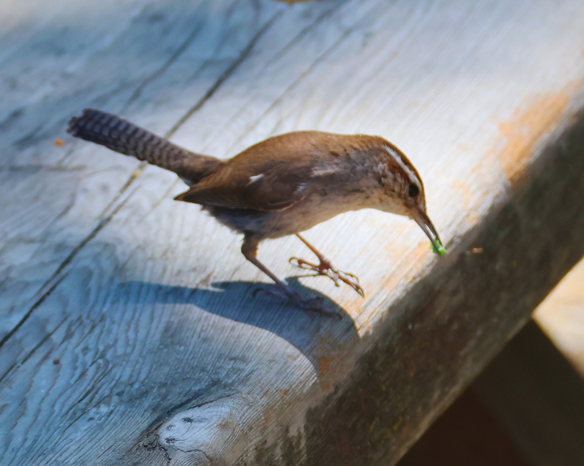 Bewick's Wren - Vince Folsom