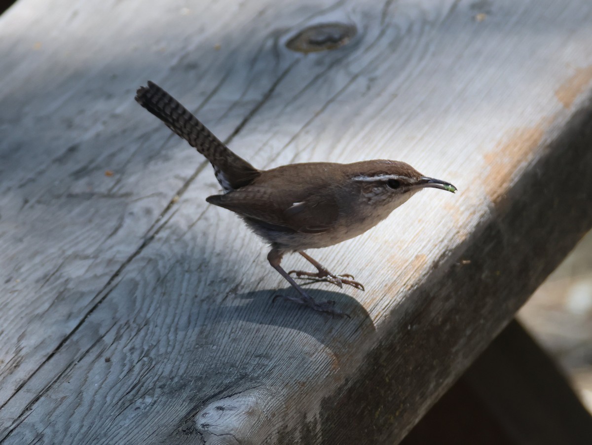 Bewick's Wren - Vince Folsom