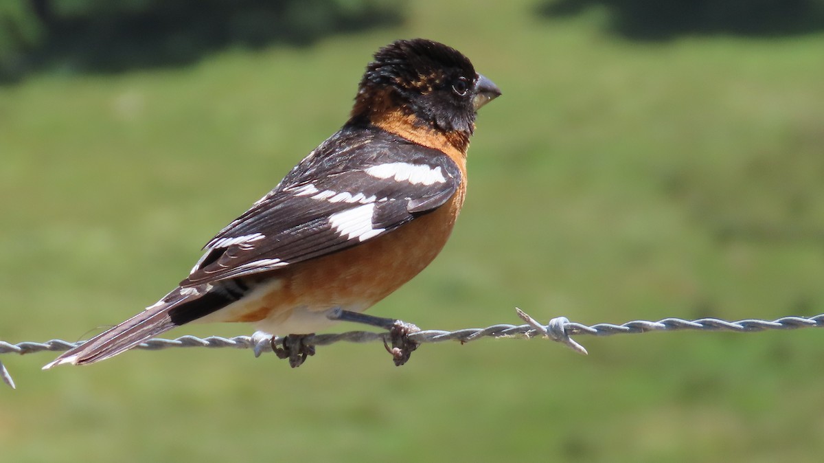 Black-headed Grosbeak - Petra Clayton