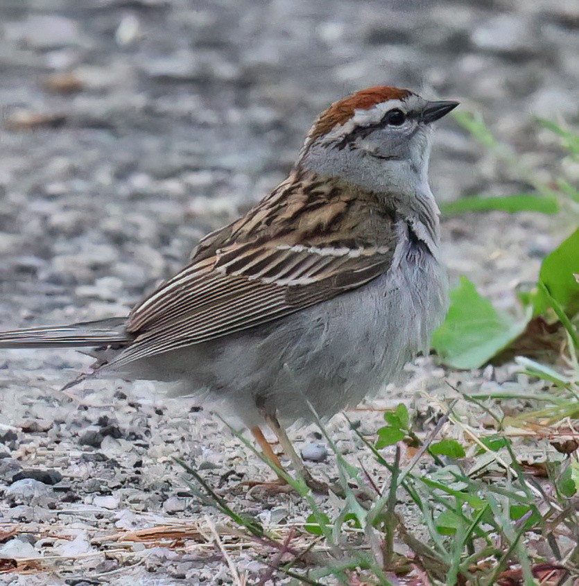 Chipping Sparrow - Charlotte Byers