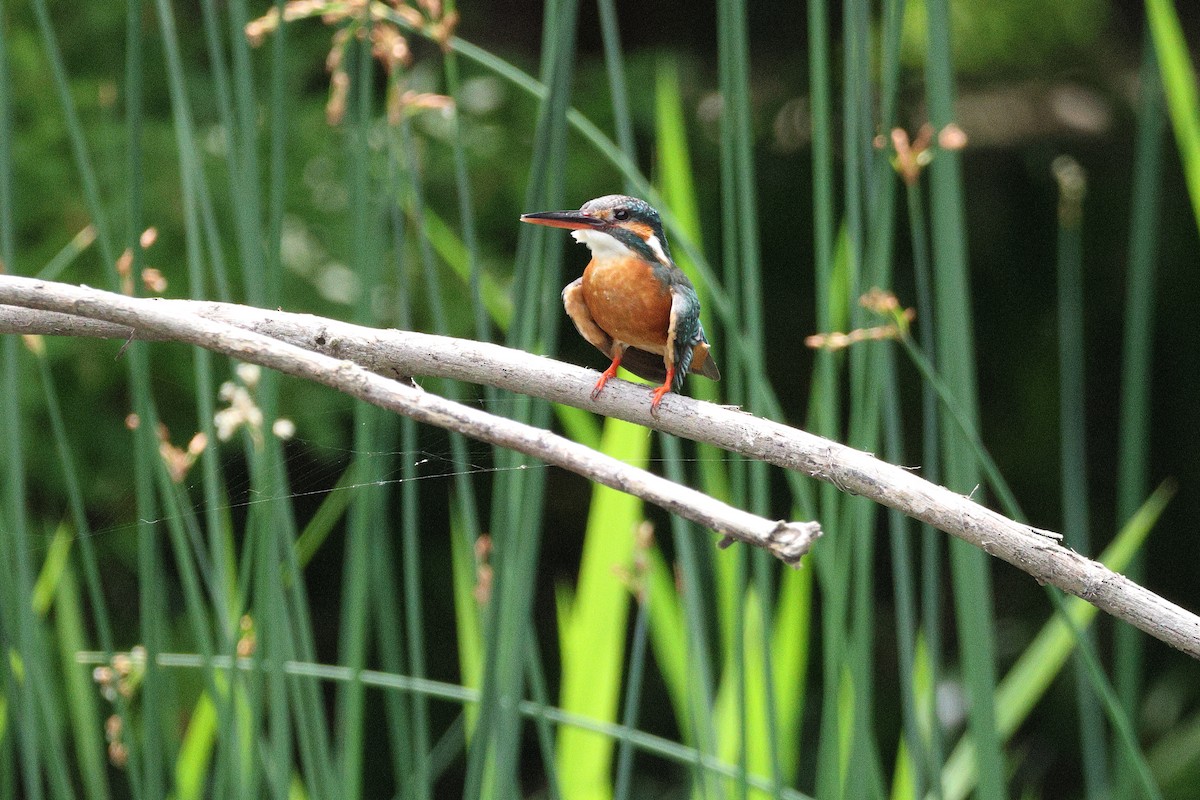 Common Kingfisher - KAZUKO KAMIMURA