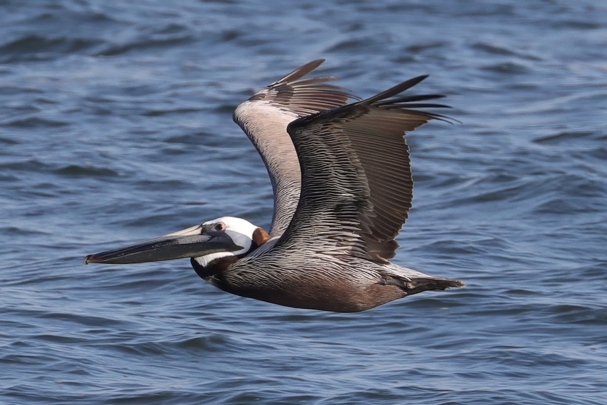 Brown Pelican - Cathy McNeil