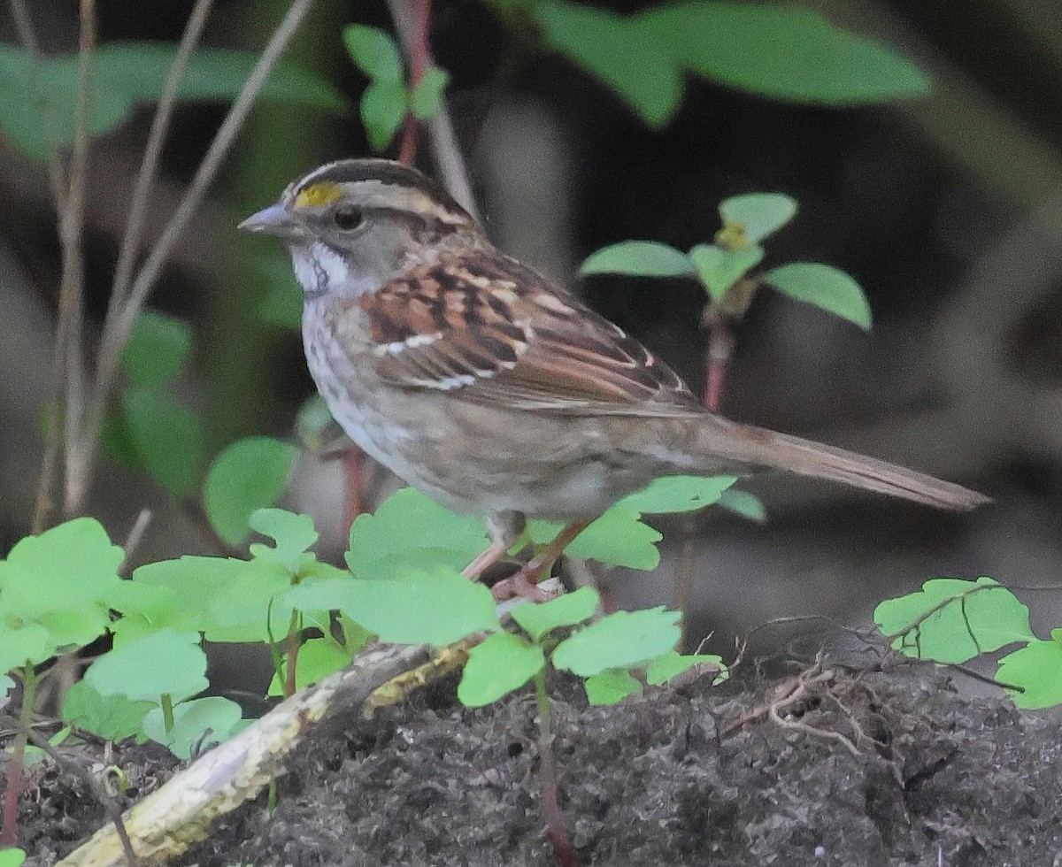 White-throated Sparrow - Charlotte Byers