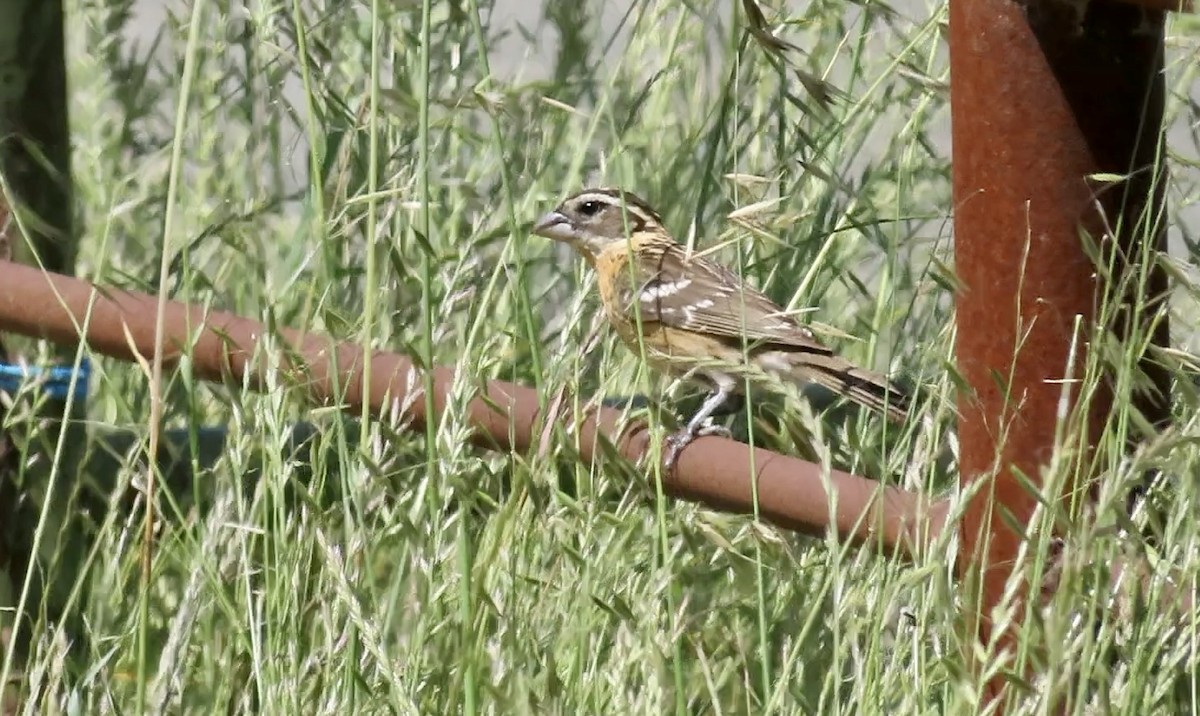 Black-headed Grosbeak - Petra Clayton