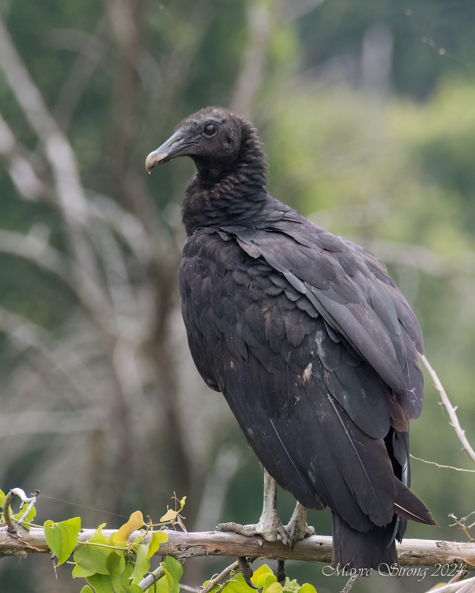 Black Vulture - Mayve Strong