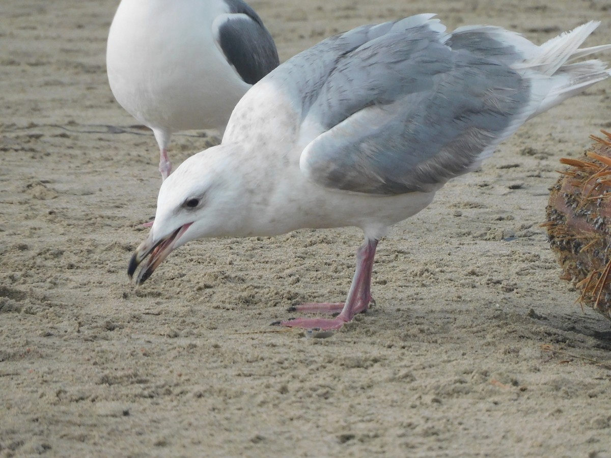 Glaucous-winged Gull - Olivia Fisher