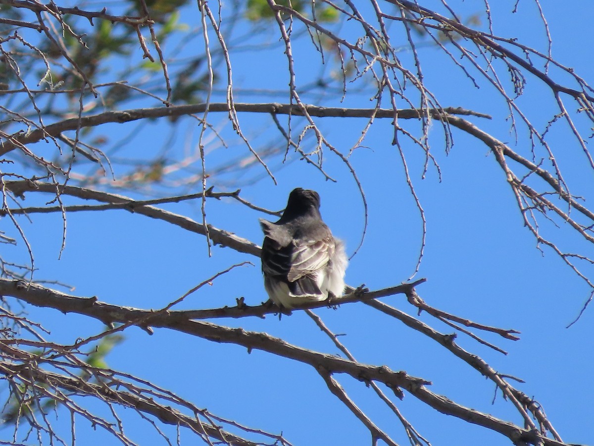 Eastern Kingbird - Dick Zerger