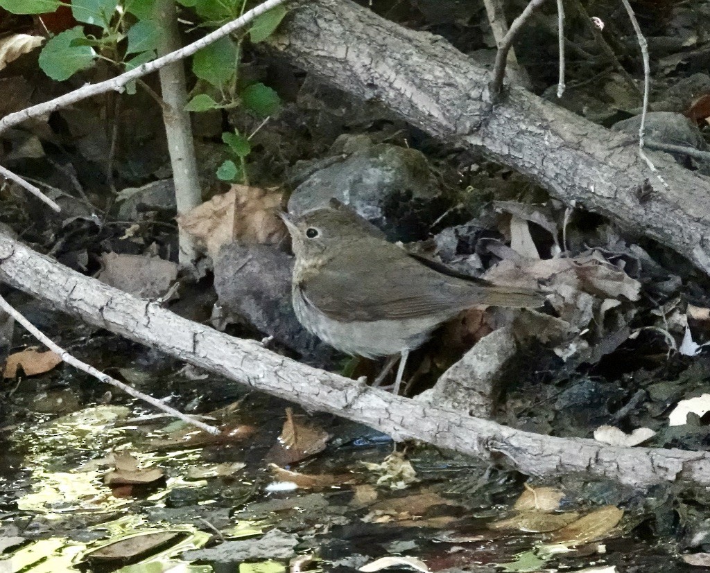 Swainson's Thrush (Olive-backed) - Rick Taylor