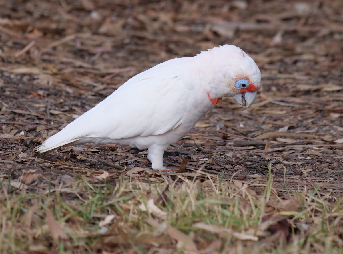 Long-billed Corella - Ian Gibson