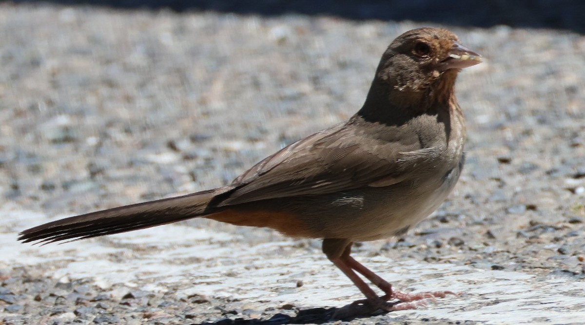 California Towhee - Vince Folsom