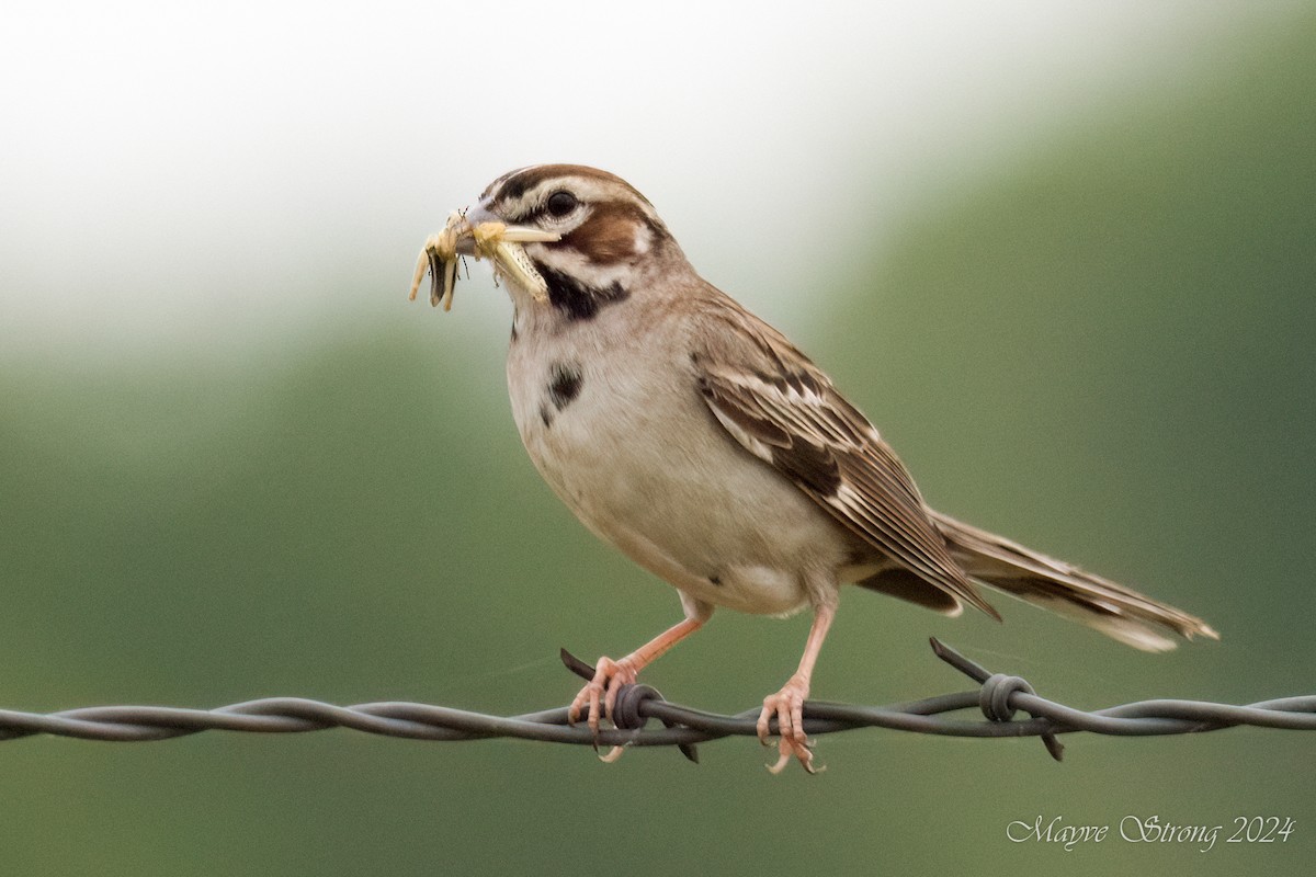 Lark Sparrow - Mayve Strong