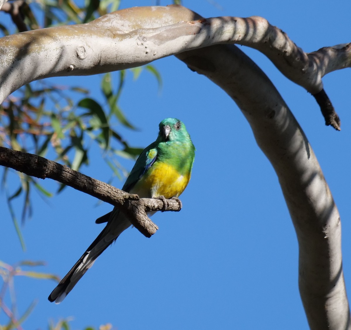 Red-rumped Parrot - Ian Gibson