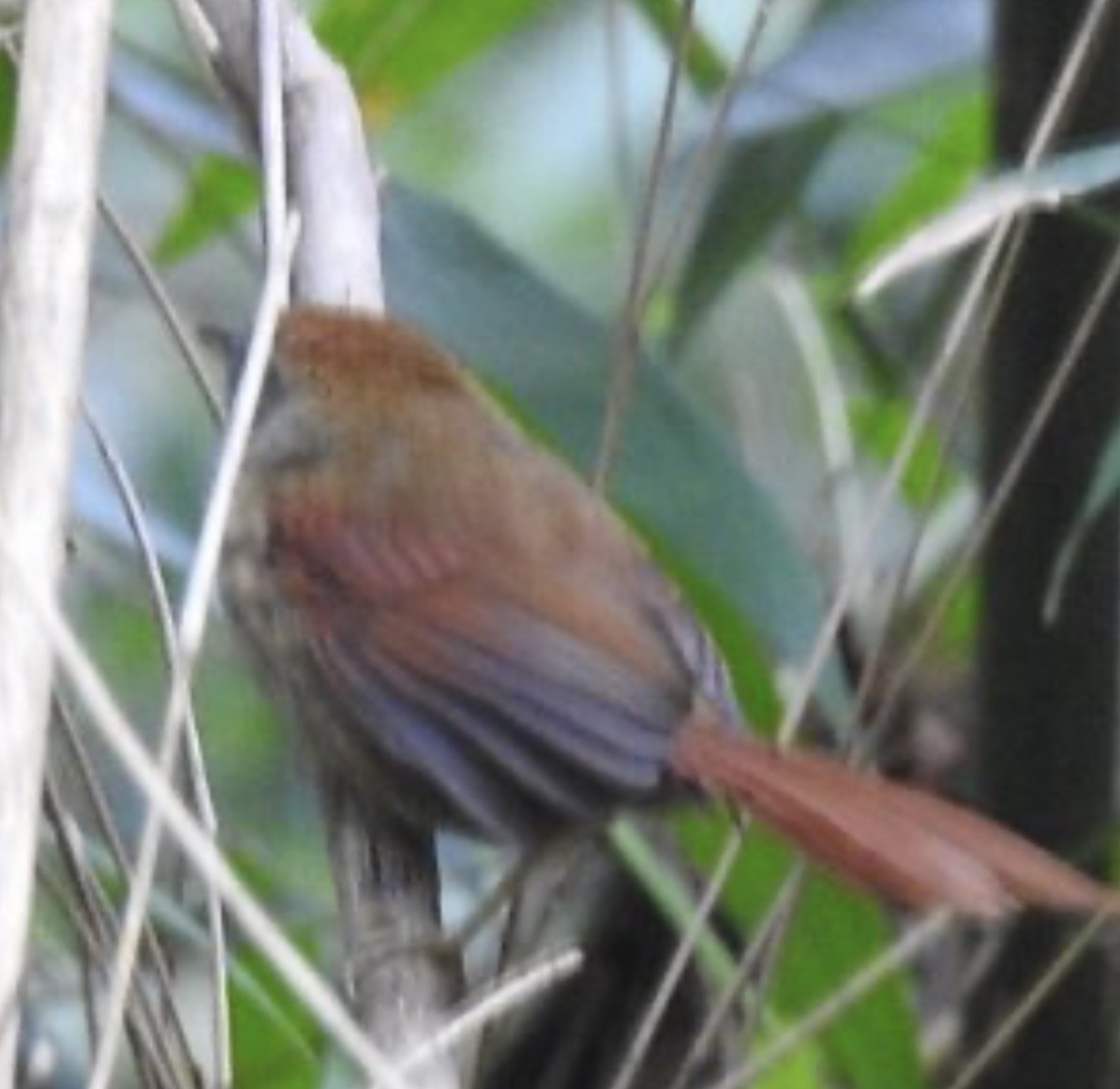 Rufous-capped Spinetail - Leonardo Bordin