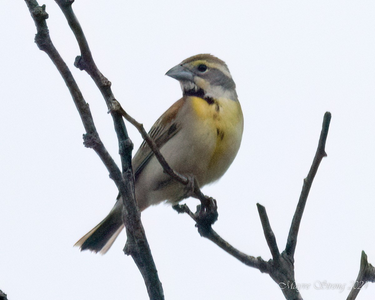 Dickcissel - Mayve Strong