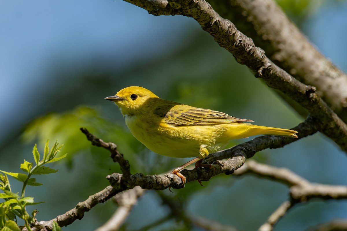 Yellow Warbler - Alton Spencer