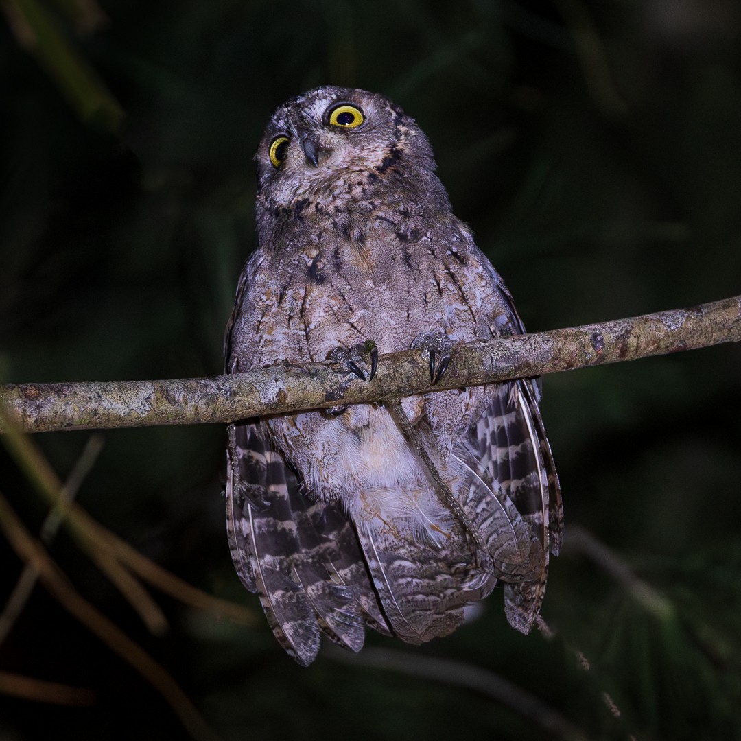 Mantanani Scops-Owl - Cheryl Miller-Yell